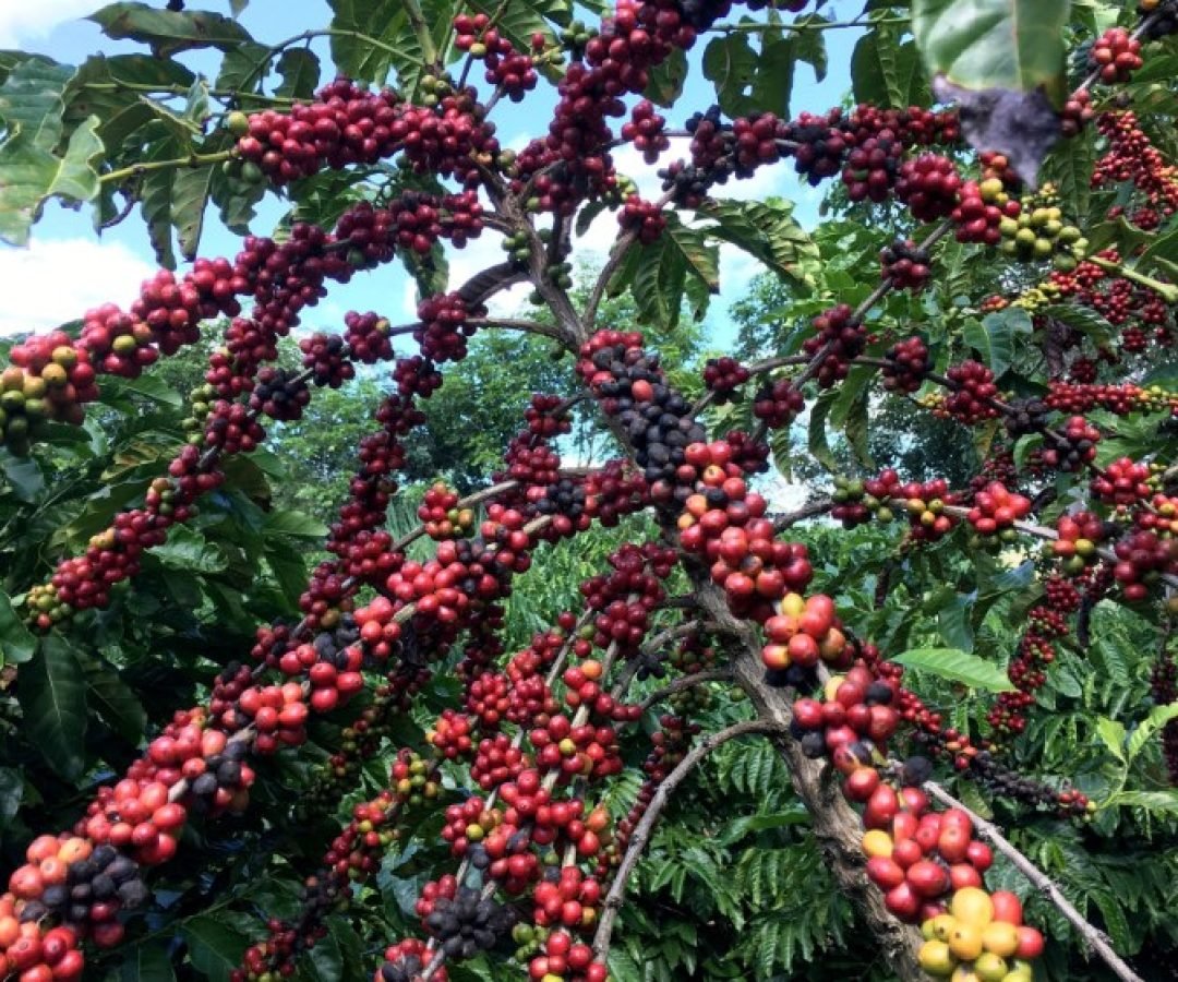 Café (Foto: Reuters)