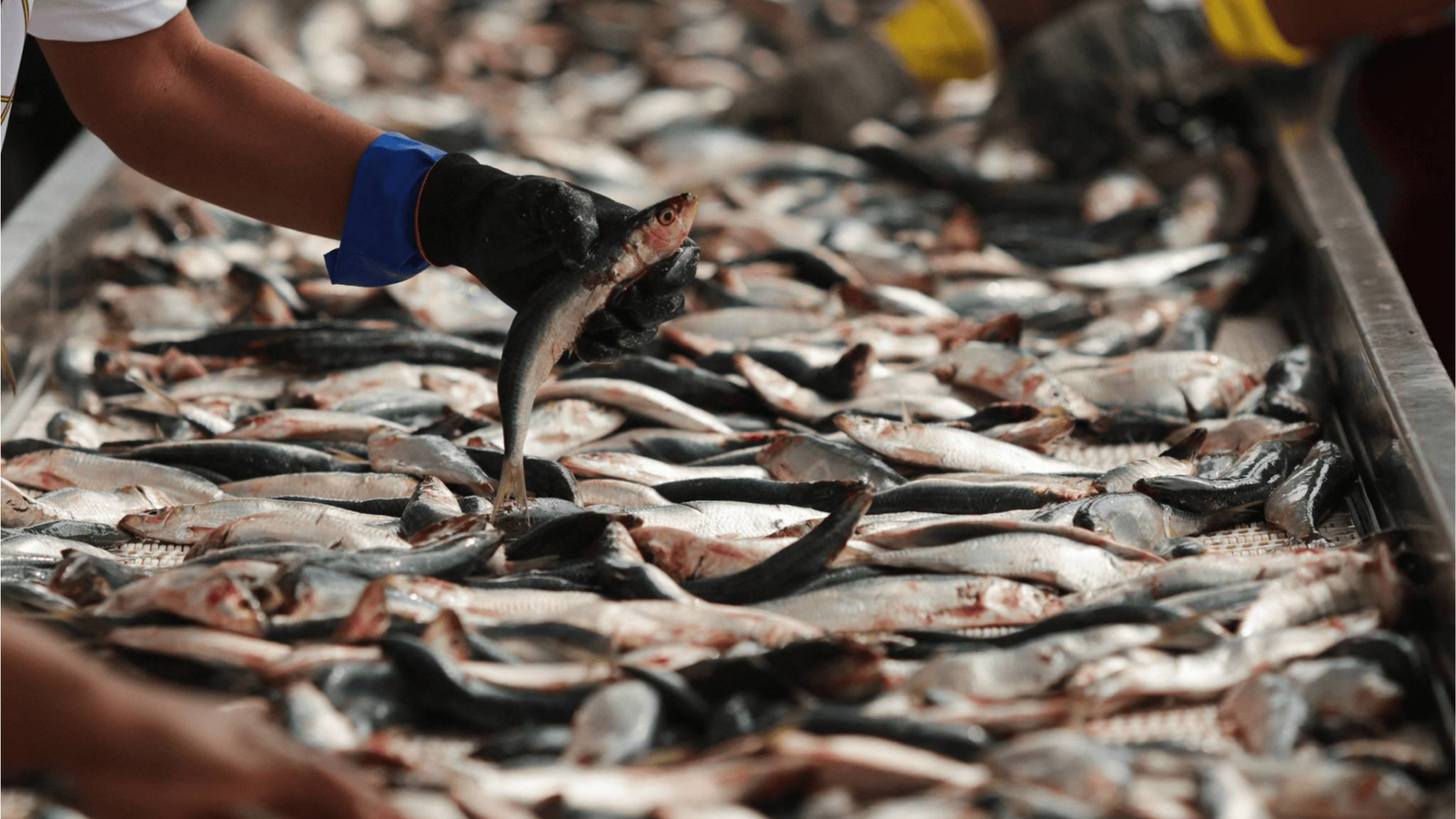 Ricardo Moraes / Reuters