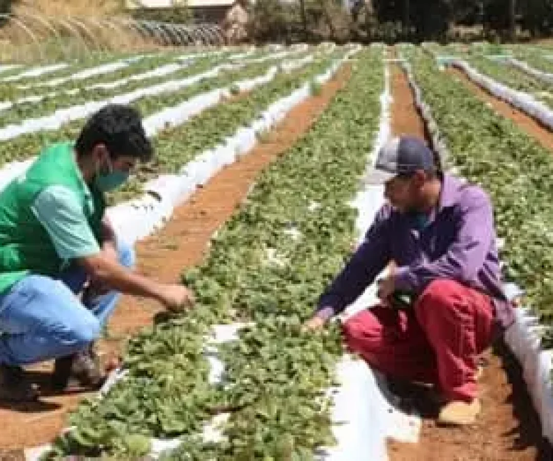 ElNioem2026impactosnaagriculturabrasileira_0376814001774923915.jpeg