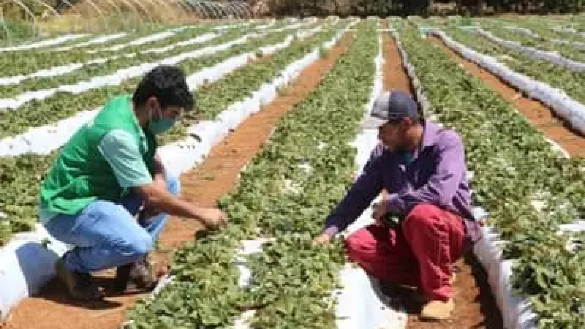 ElNioem2026impactosnaagriculturabrasileira_0376814001774923915.jpeg