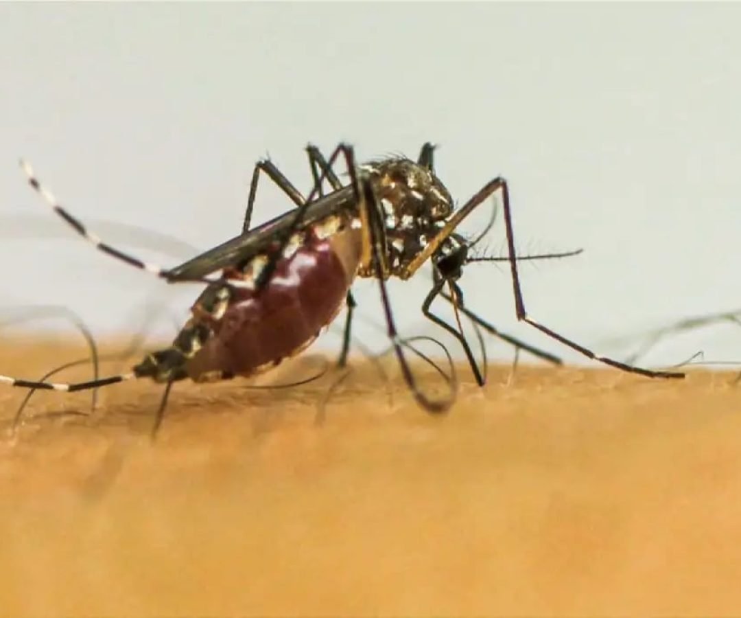 InfecesporAedesaegyptiaumentamriscodecomplicaesnoparto_0887839001763382664.jpeg