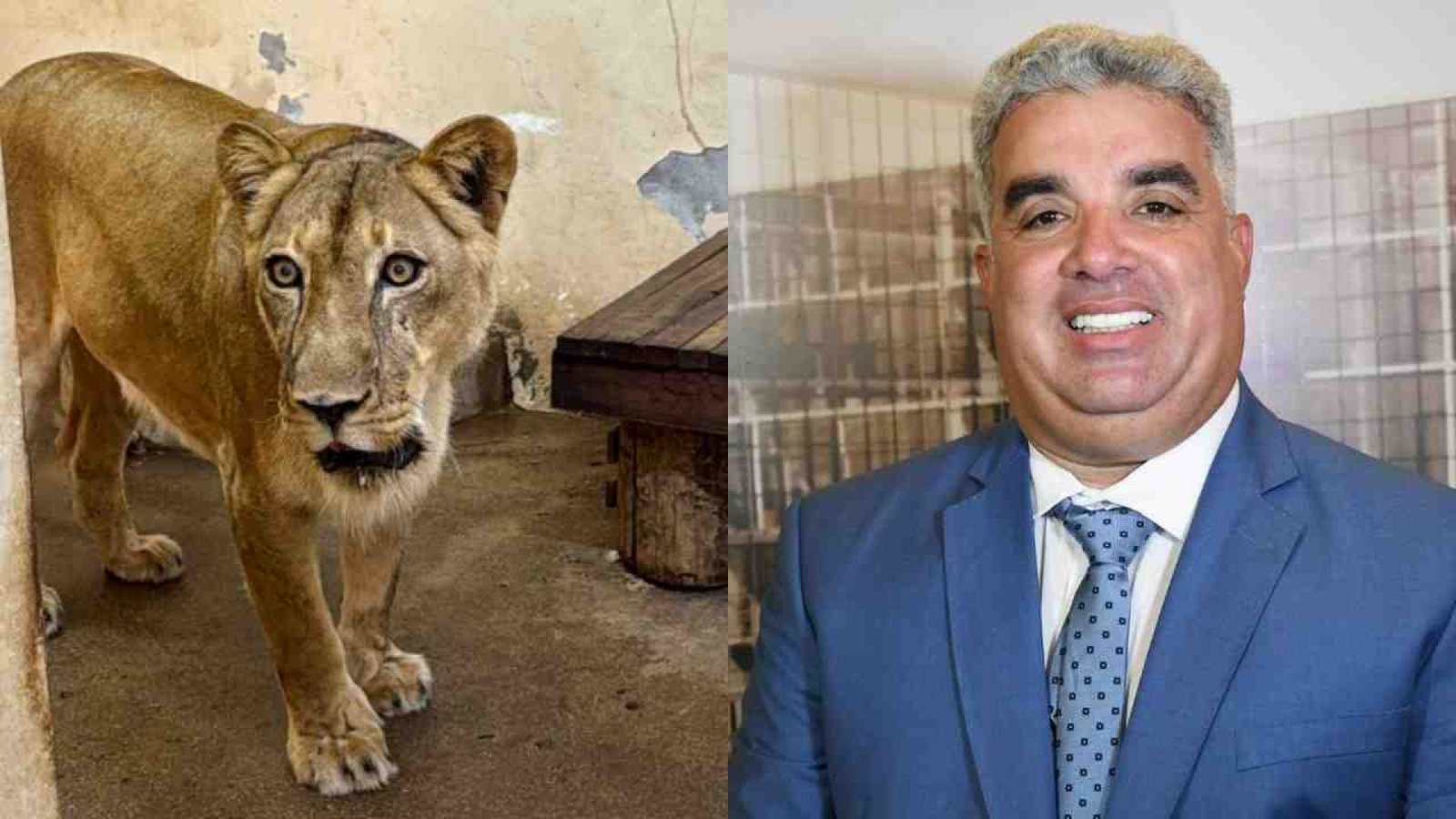 O ataque da leoa: delegada contesta Guga Pet: “Local de morte não pode estar filmando” Respo...